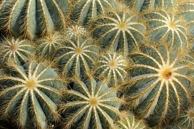 Pěstování kaktusů je překrásná záliba